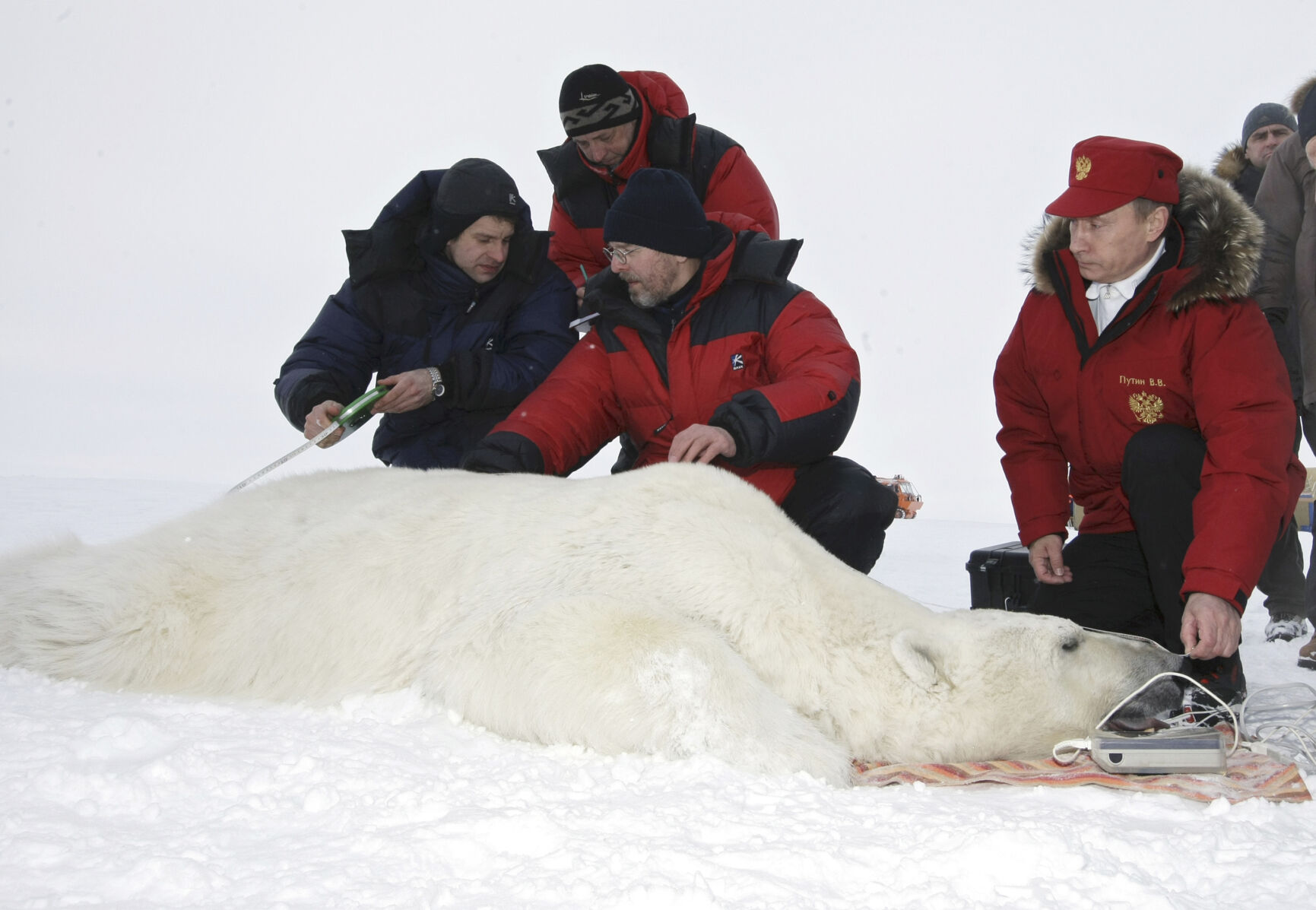 Polar bear